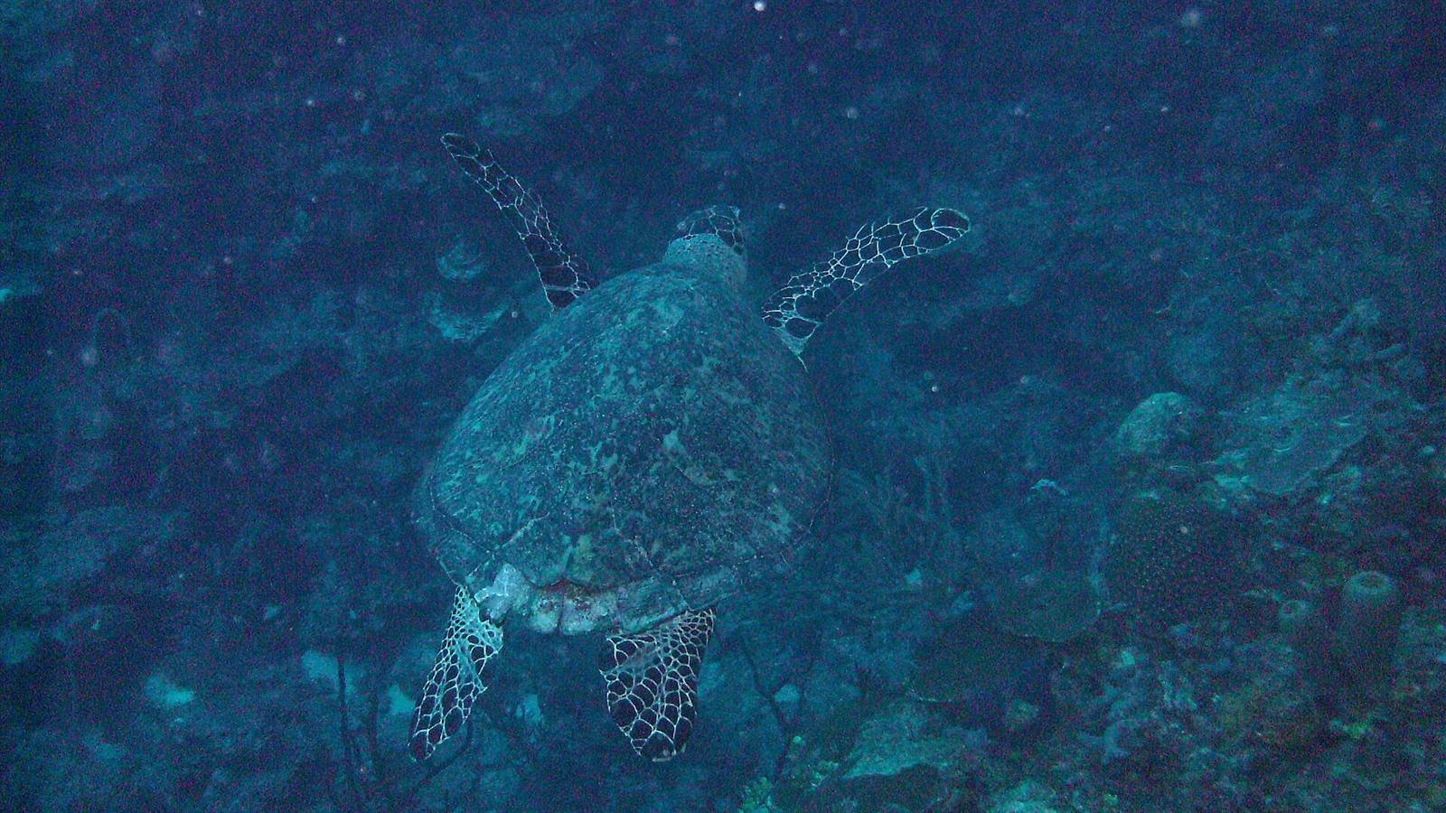 Akumal · 25 km